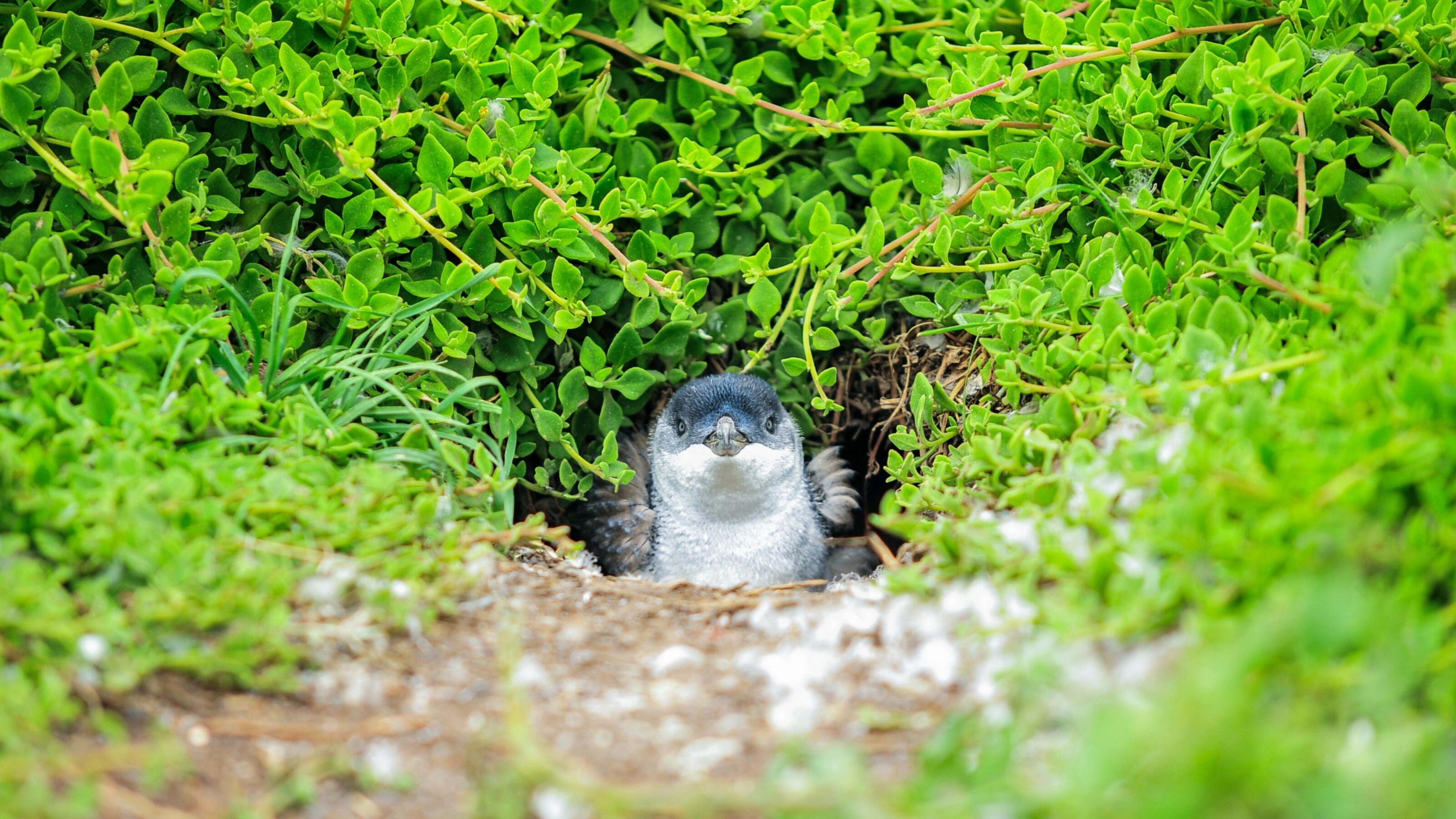 A penguin chick peeking out from its burrow in dense green shrubbery.