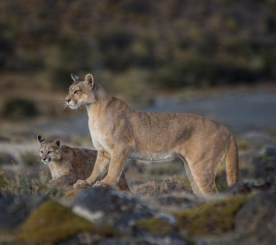 Wild pumas still roam Torres del Paine