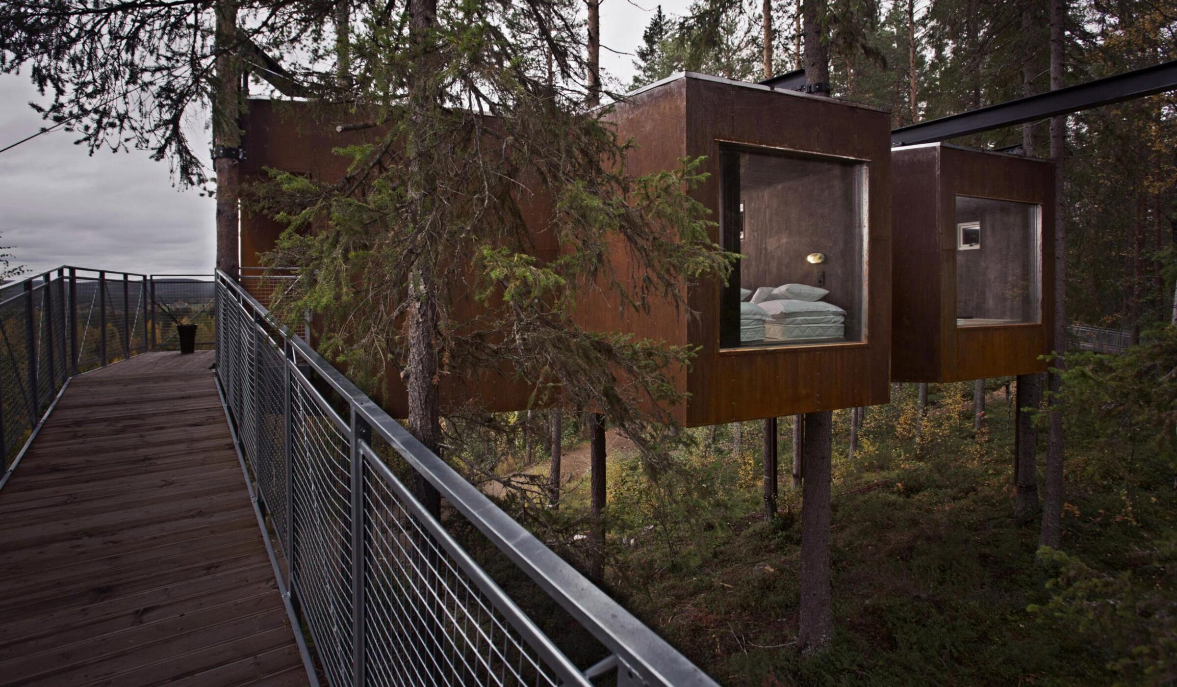 Immerse yourself in Lappish forest