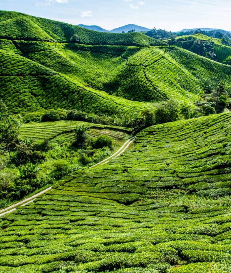 Rolling green hills of a terraced tea plantation are a scenic highlight of luxury Malaysia holidays.