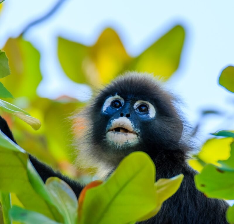 A dusky leaf monkey with white eye patches looks up through green leaves on luxury Malaysia trips.