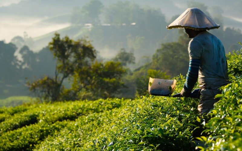 A worker harvests tea leaves in a rolling green tea plantation during luxury Malaysia vacations.