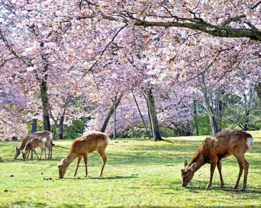 Day trip to Nara