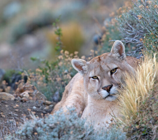 Track elusive pumas in the wilderness of Torres del Paine