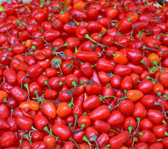 Local chillies from a vegetable market in Kathmandu
