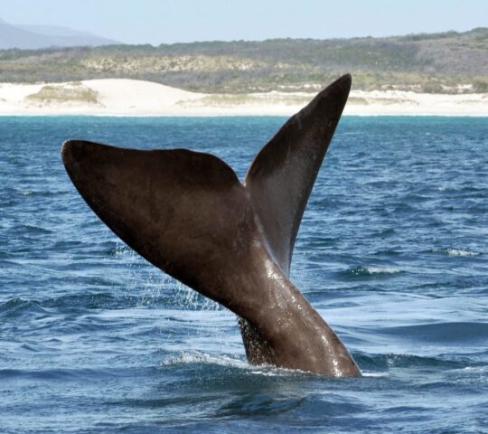Southern right whales migrate to Peninsula Valdes