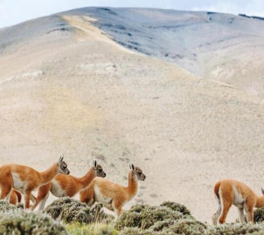 Watch guanacos grazing on the Patagonian Steppe