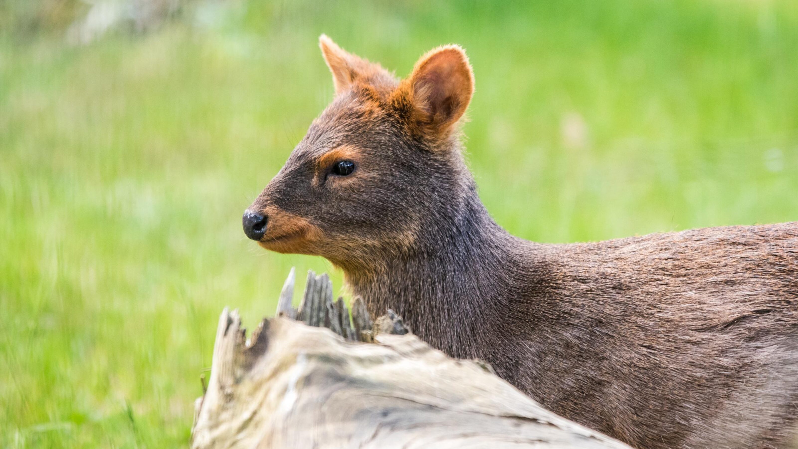 A close-up of a brown deer-like animal against a soft-focus green background.