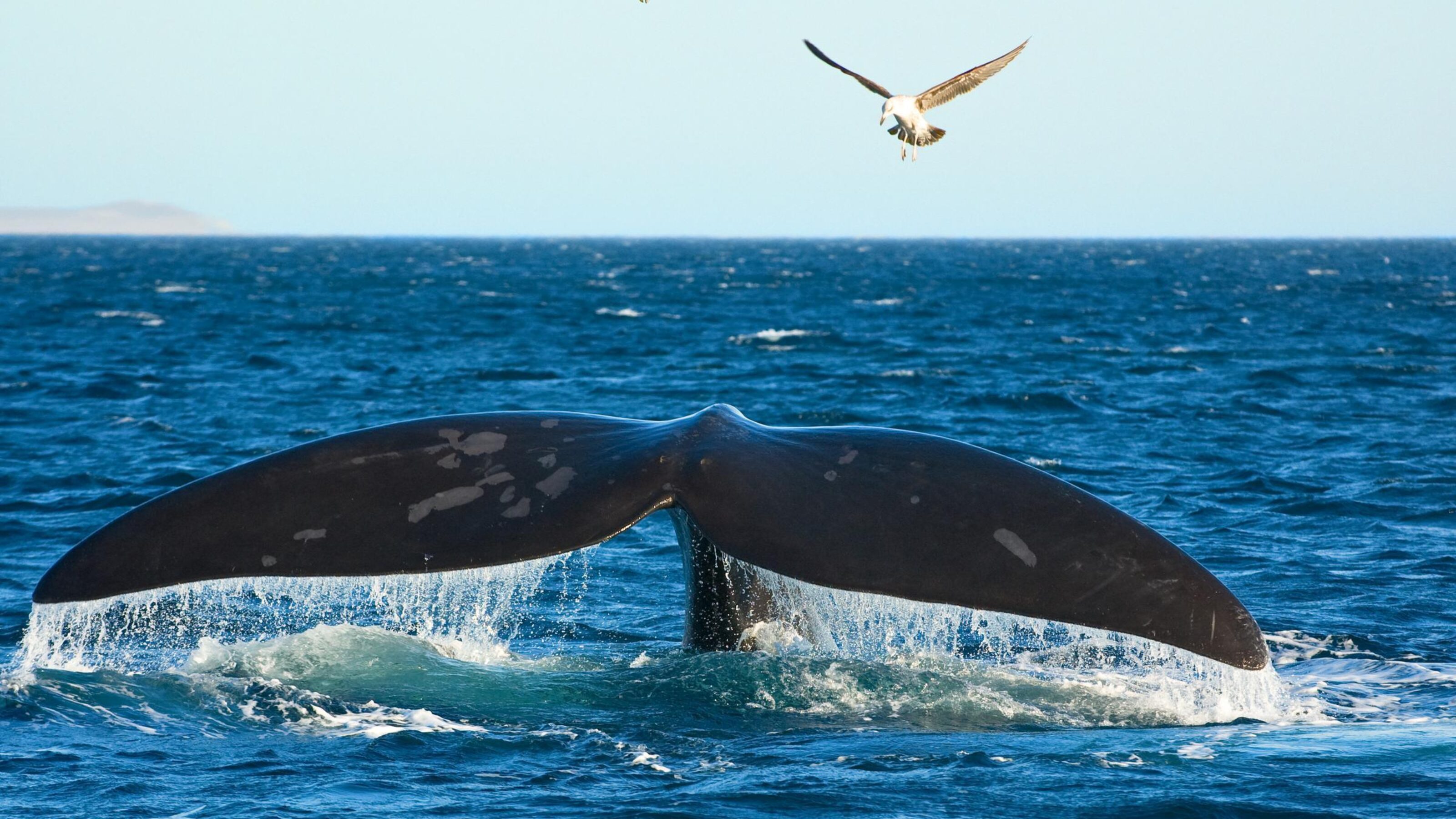 Southern Right whale in Patagonia, Argentina.