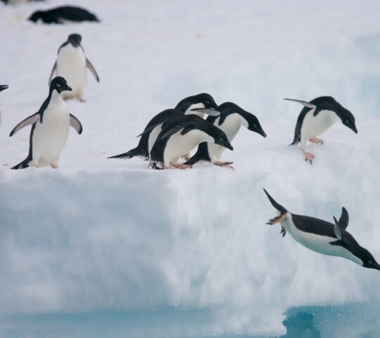 Sweet penguins playing on the ice
