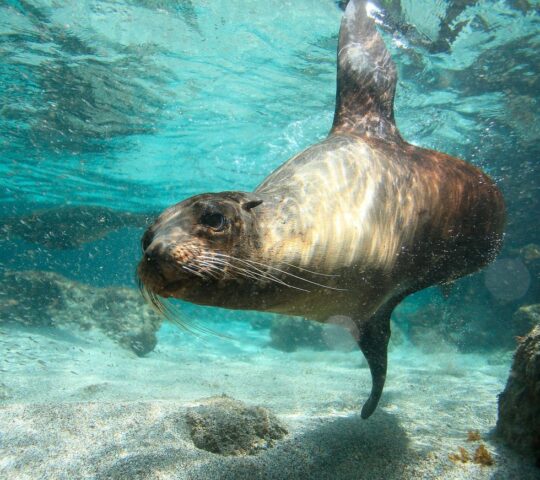 You'll encounter sea lions while snorkelling