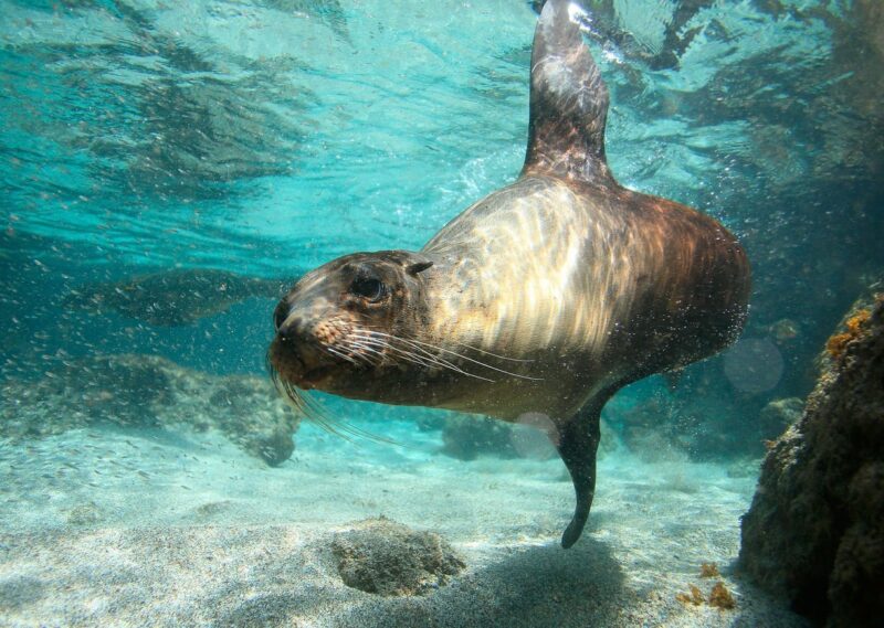 A sea lion swimming underwater during positive impact tours.