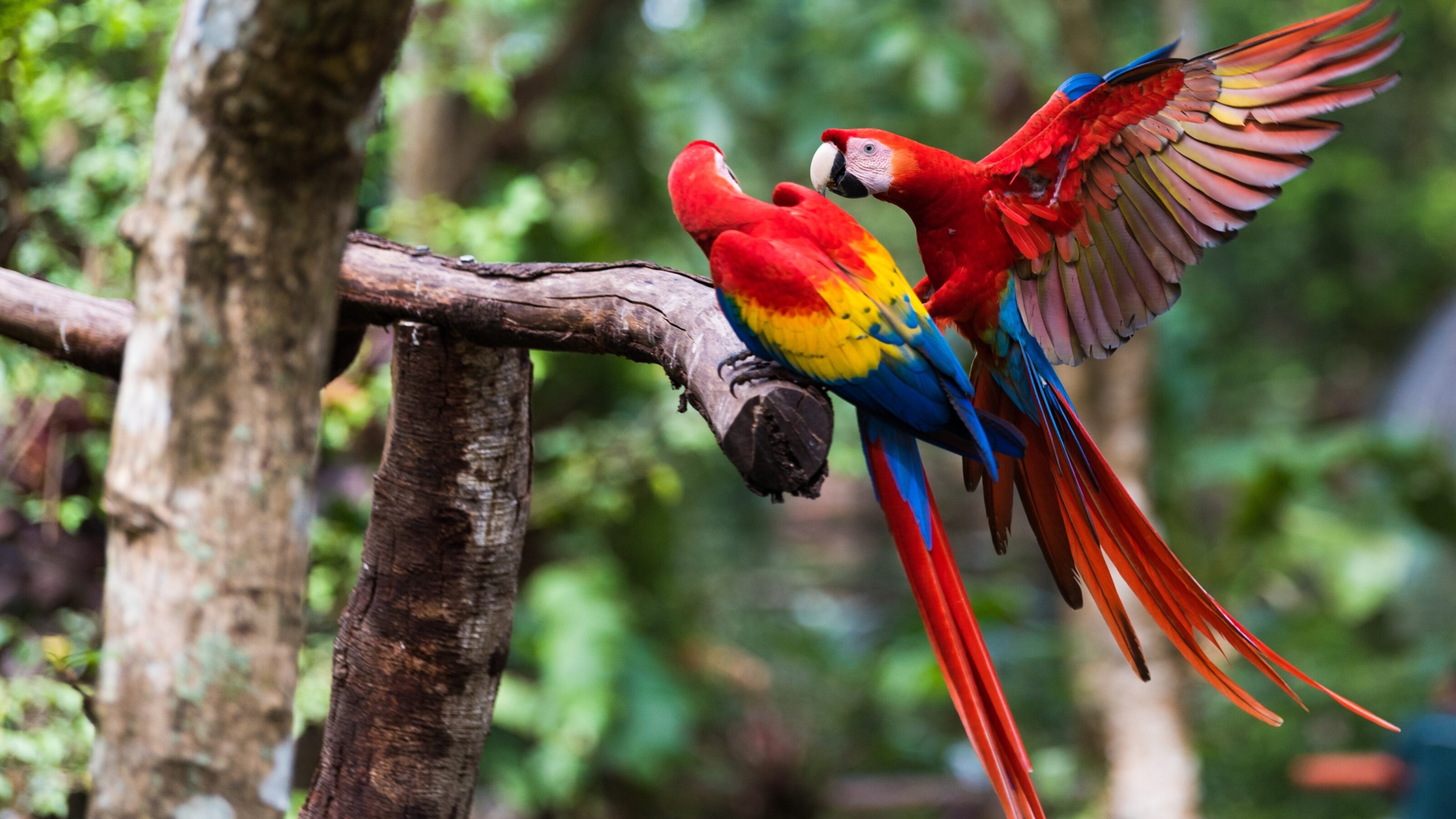 Two vibrant macaws on a branch, one spreading its wings.