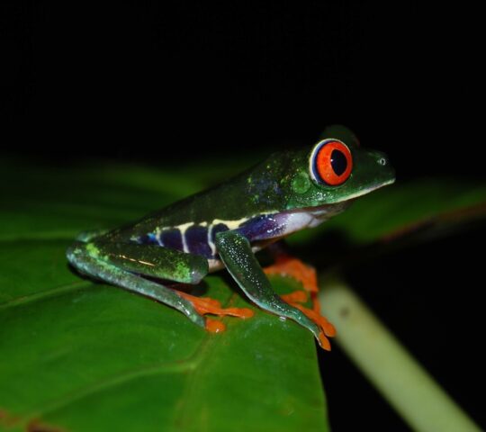 Discover nocturnal wildlife