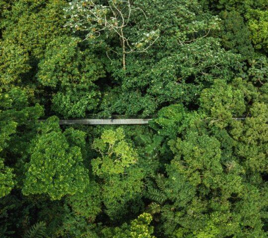 Arenal's lush forests