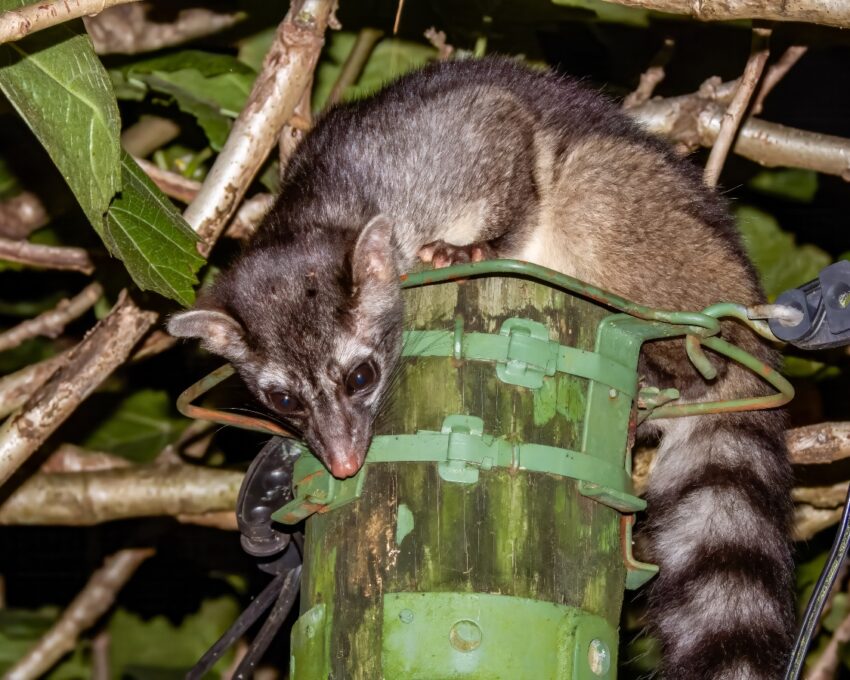 Nocturnal hanging bridges walk