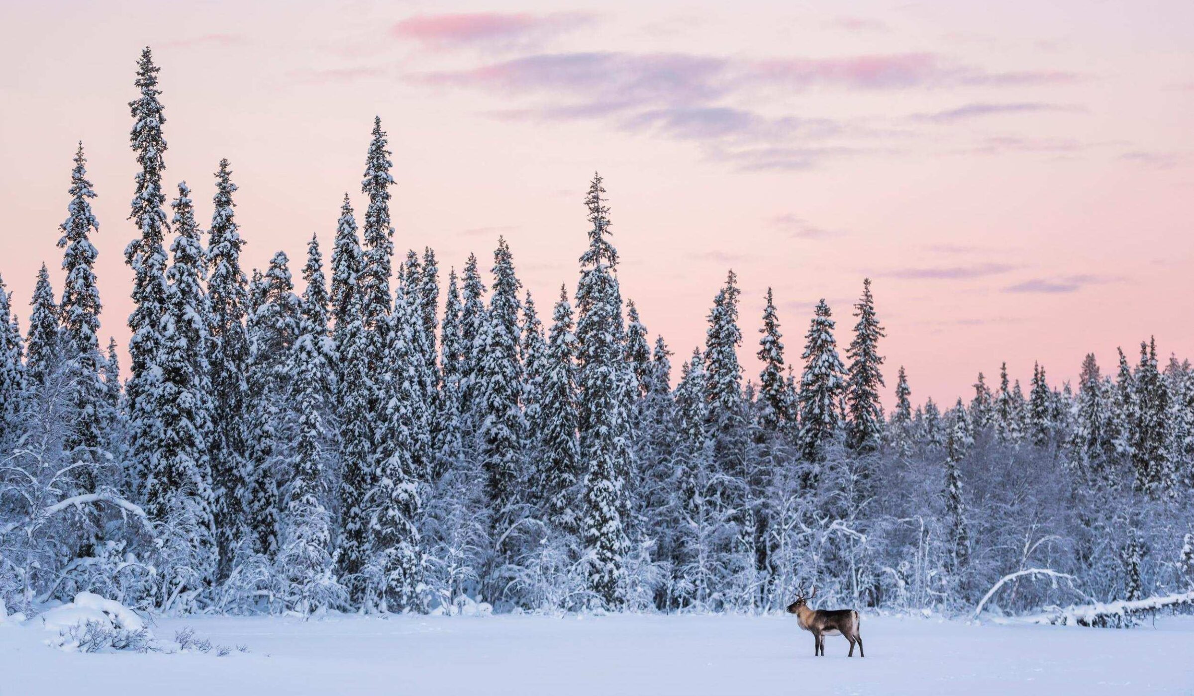 Winter Wonderland in Muotka