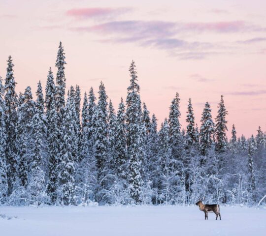 A reindeer surveys the snowy scene