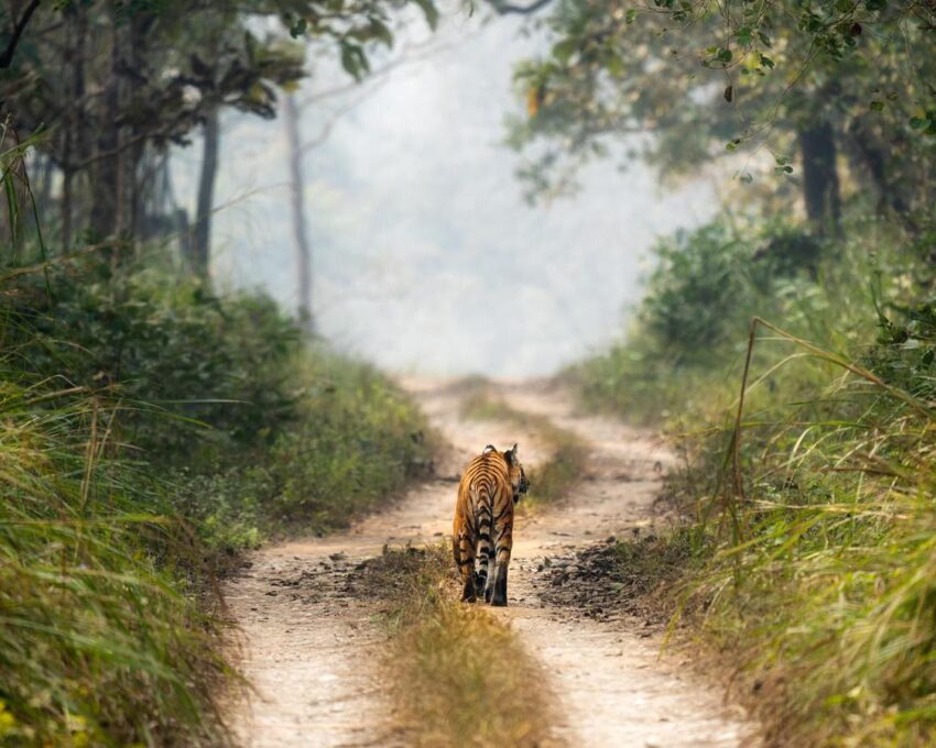 Embark on a jeep and canoe safari in Chitwan National Park
