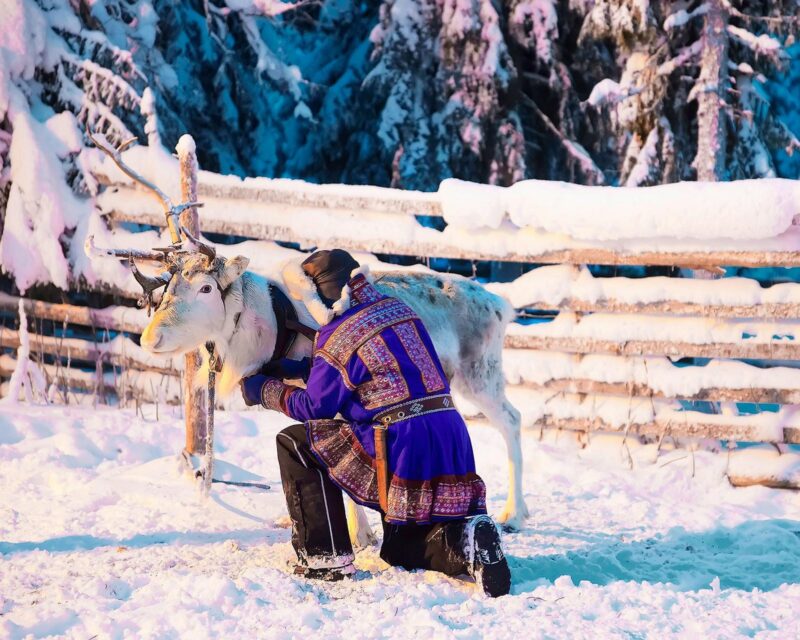 Man in Saami traditional garments tending to a Reindeer