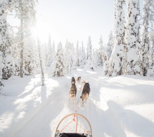 A dog-sledding adventure