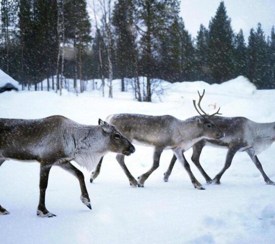 Spend time with gentle reindeer