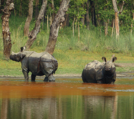 One-horned rhinos in Chitwan National Park