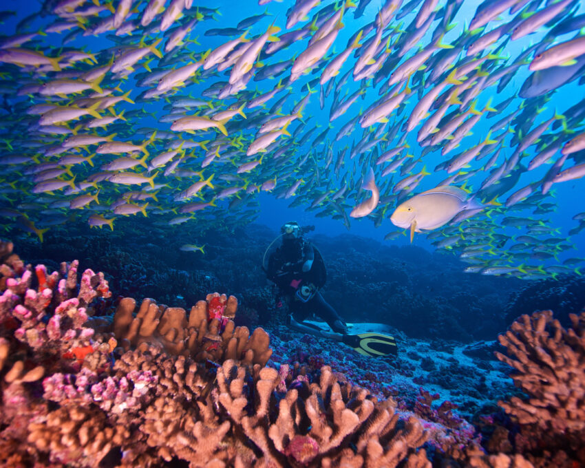 Set off on a diving adventure in Taha'a