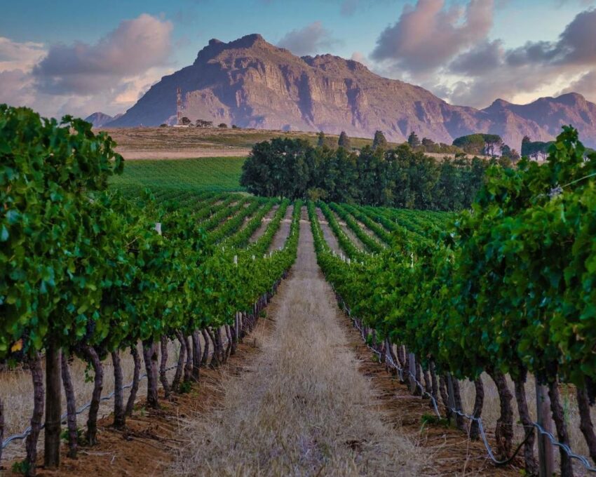 Full day privately guided tour of the Winelands