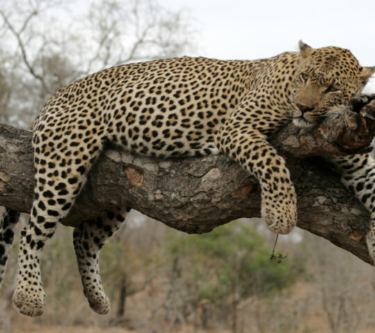 Kruger is known for its leopard populations