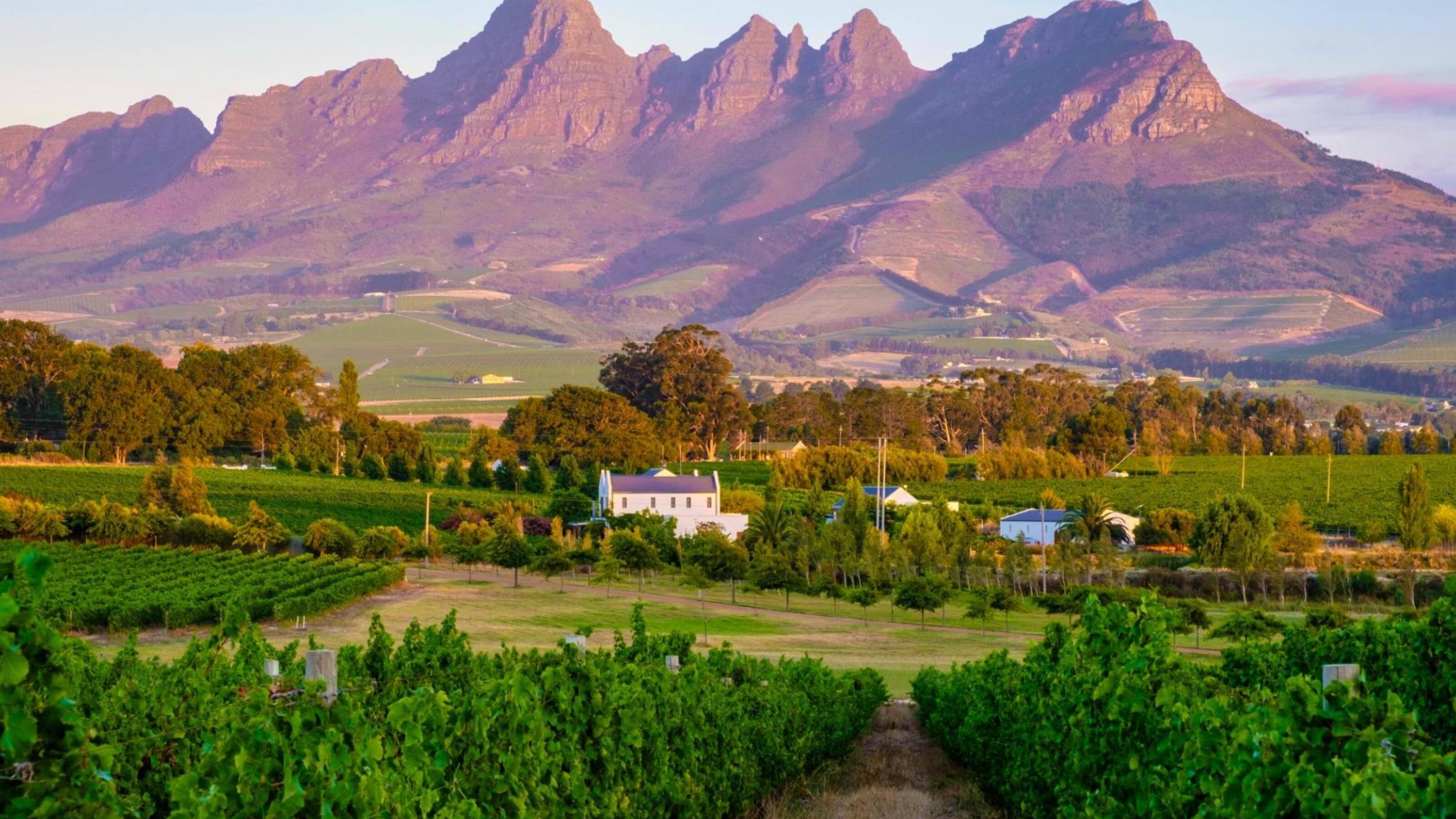 Vineyards with mountains in the background, South Africa