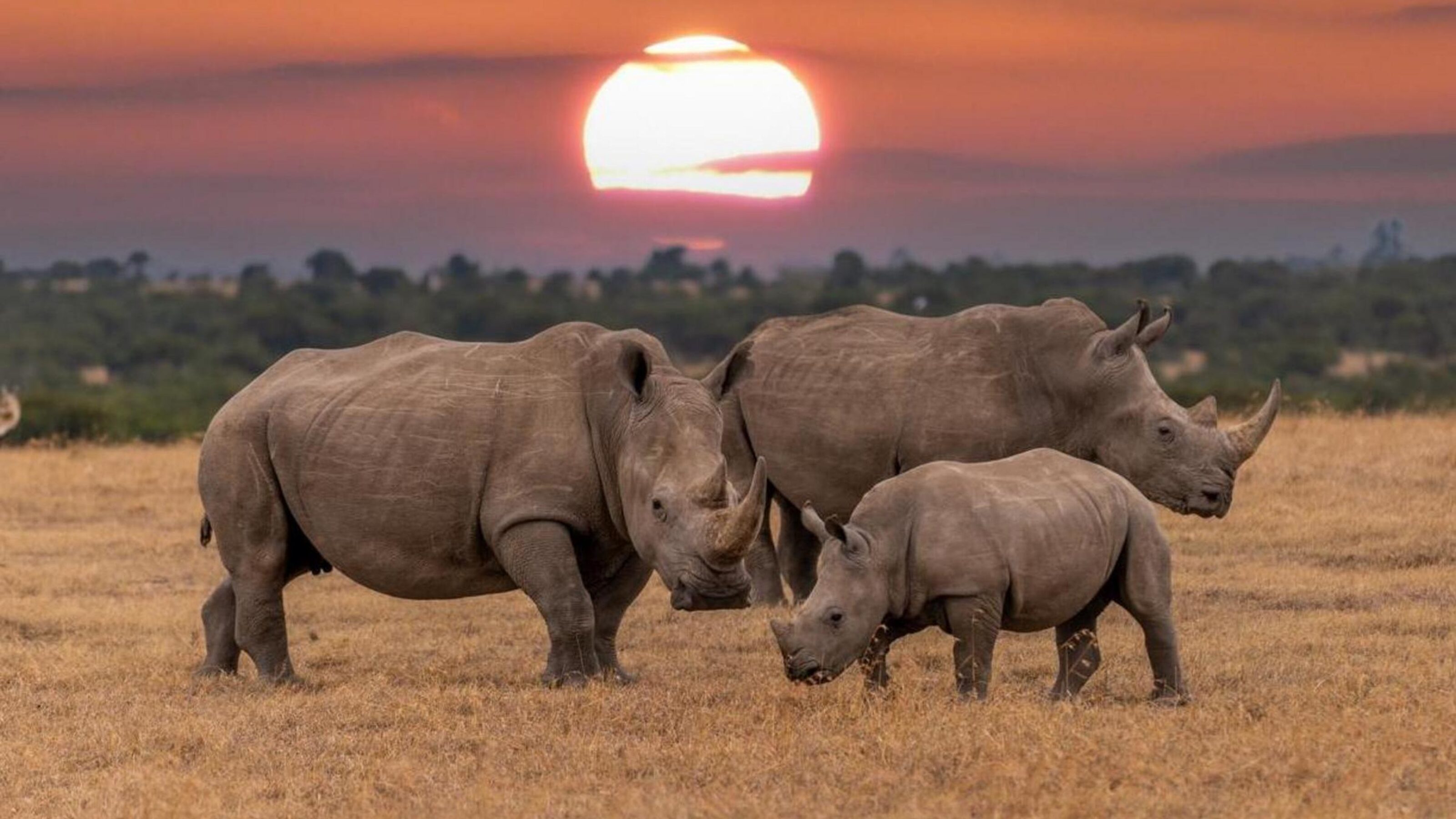 Rhinos seen at sunset on safari in Africa