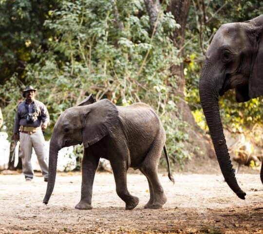Elephants roam Ruckomechi Camp