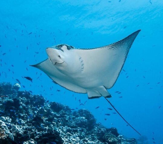 Spot eagle rays while diving in French Polynesia