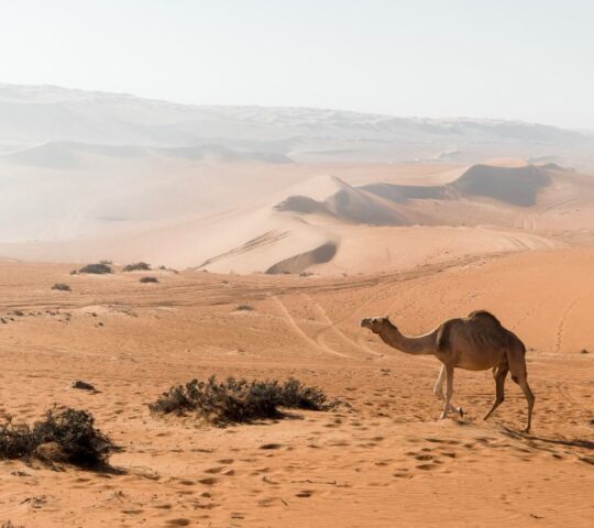 Hike the Wahiba sand dunes