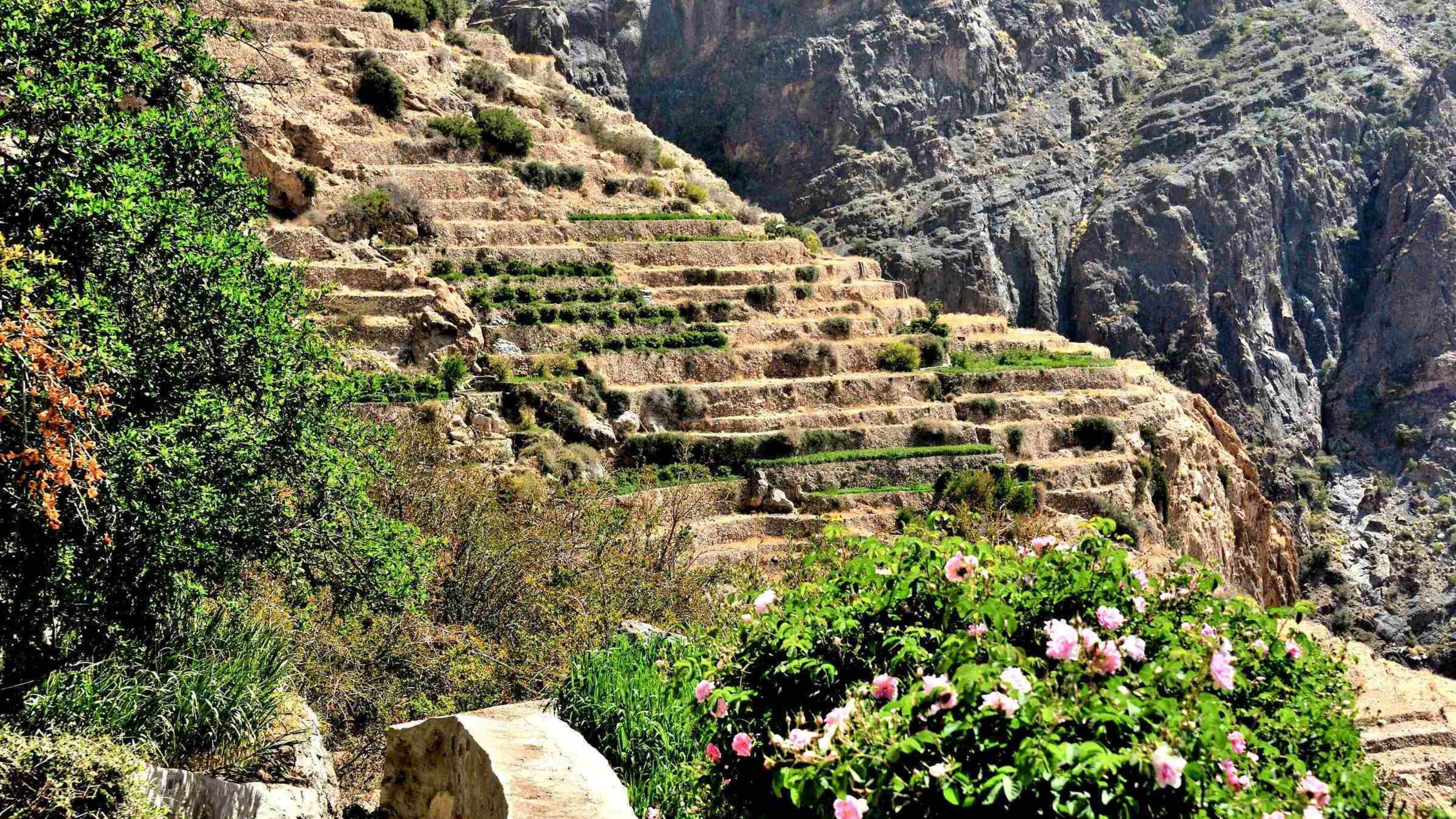 Terraced hillside with greenery and flowering plants against rock cliffs.