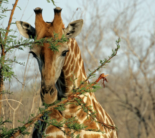 Bush walks in Sabi Sands