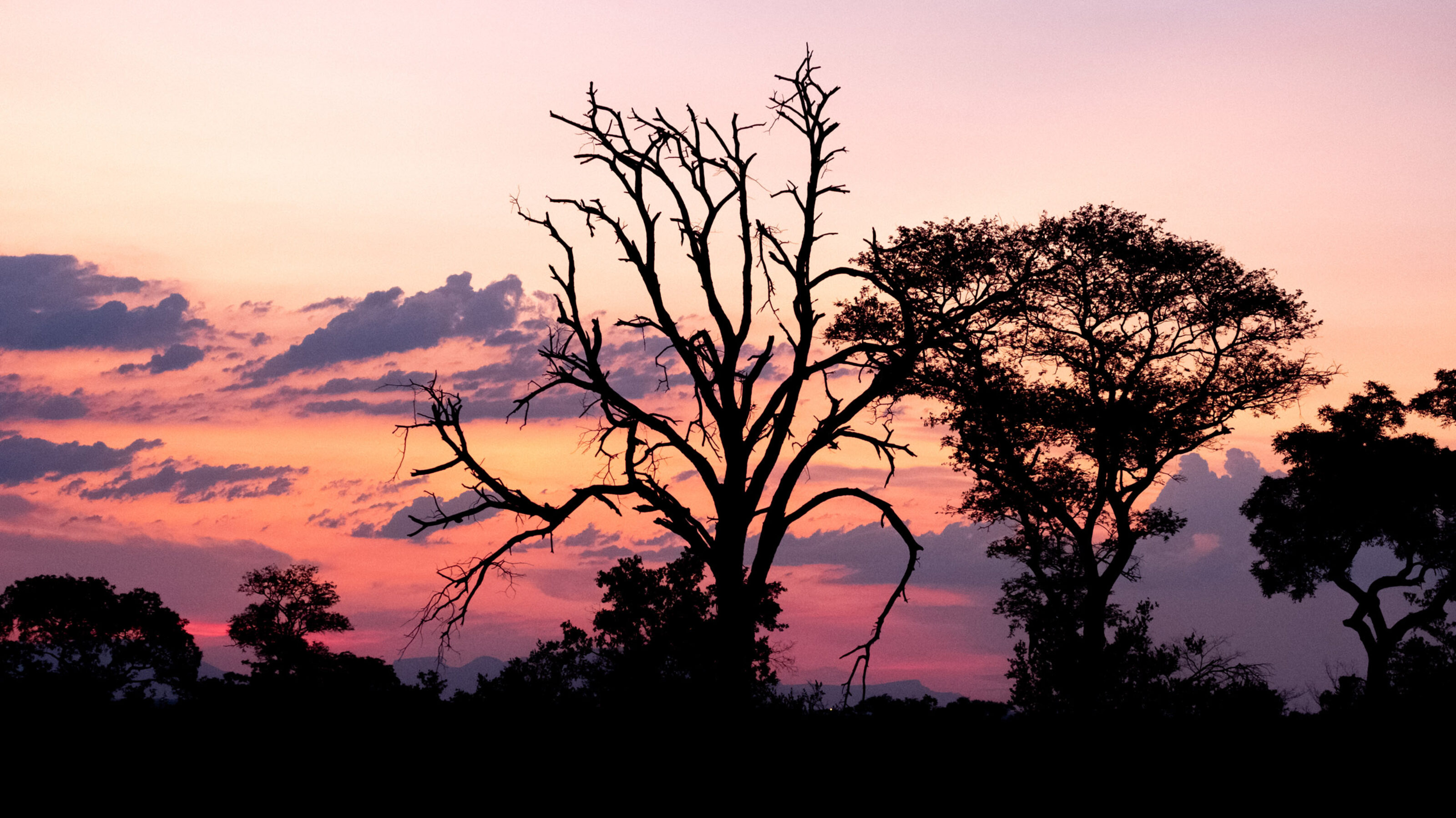 Stunning pink and orange sunset at Sabi Sands Game Reserve