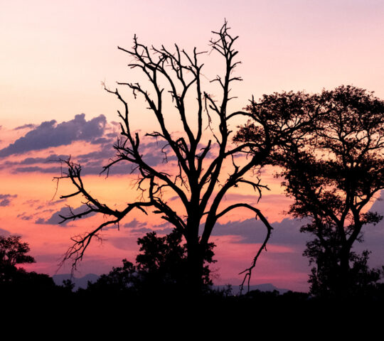 Sunset in Sabi Sands