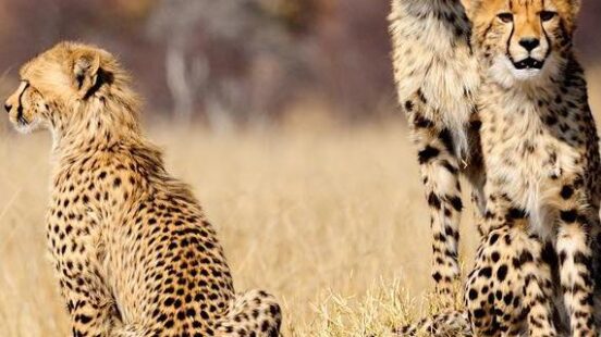 Cheetah cubs spotted on safari