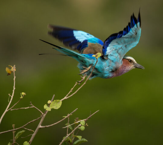 Lilac breasted roller