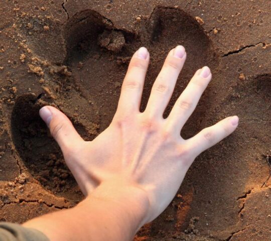 Your guide will point out animal tracks on a walking safari
