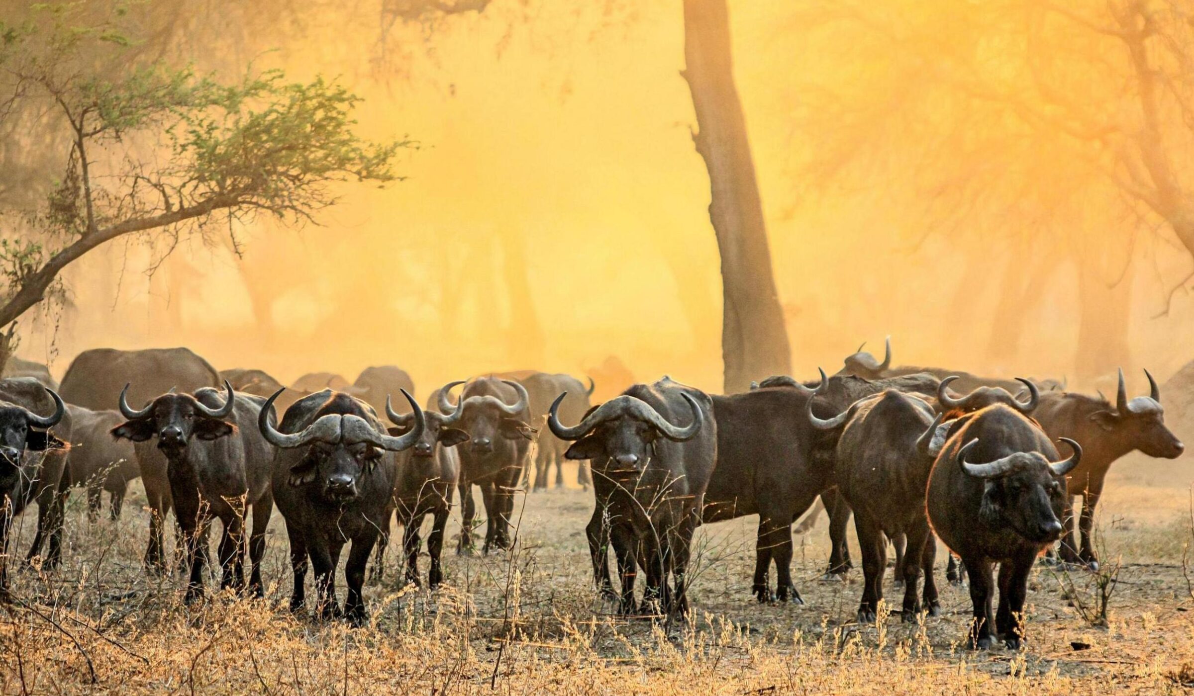 Four days on safari in the Lower Zambezi