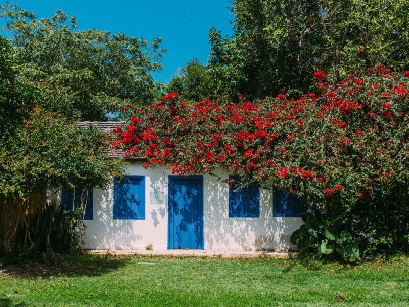 White house with blue doors and red flowers overgrowth under a clear sky.