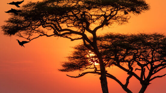 Amazing sunrise in Serengeti National Park, Tanzania