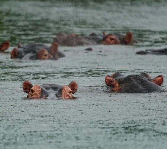 The Zambezi River is home to so much widlife