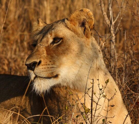 You'll see the Big Five on safari