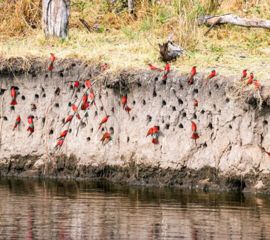 Go birdwatching along the Linyanti River