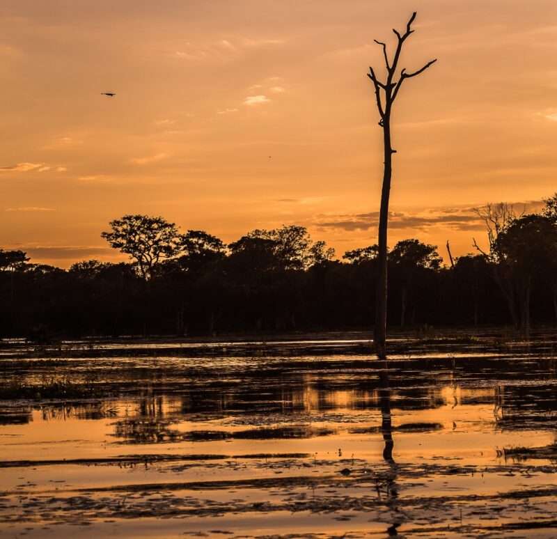 Silhouette of a lone tree and birds against a golden sunset over water during luxury private Pantanal tours.
