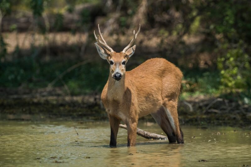 A marsh deer with antlers standing in shallow water in the wild during luxury Pantanal trips.